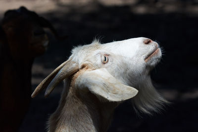 Close-up of a horse looking away