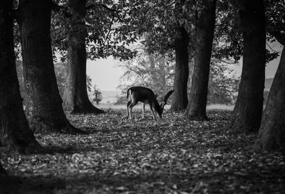 Horses on tree in forest