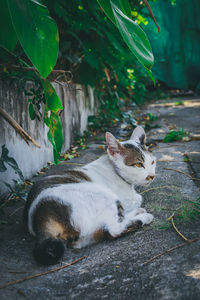 Cat looking away