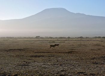 View of a horse on field