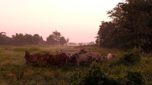 Horses in a field