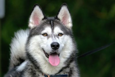 Close-up portrait of a dog