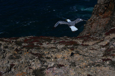 High angle view of birds swimming in sea