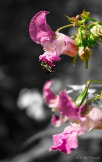 Close-up of pink flowers blooming outdoors