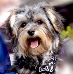 Close-up portrait of dog