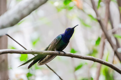 Close-up of bird perching on tree