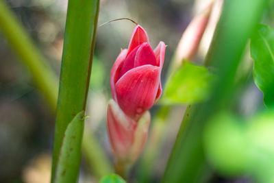 Close-up of pink flower bud