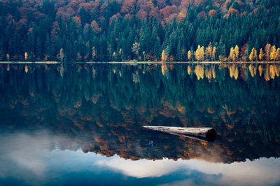 Scenic view of lake in forest