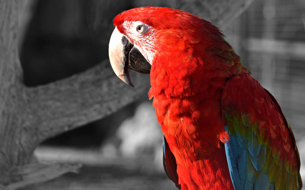 Macaw parrot