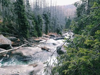 Scenic view of forest against sky