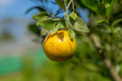 Close-up of fruit on tree