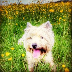 Dog standing on grassy field