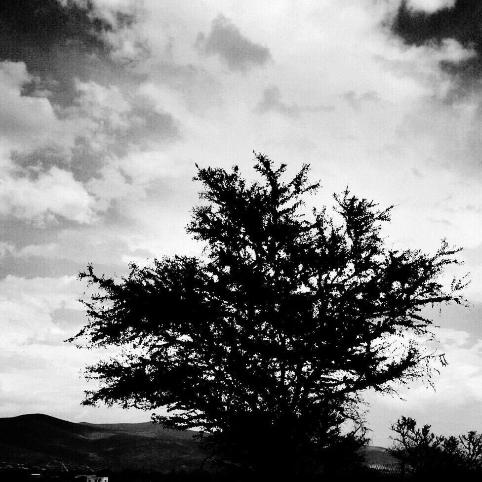 tree, sky, low angle view, cloud - sky, tranquility, cloudy, branch, silhouette, nature, tranquil scene, cloud, bare tree, beauty in nature, growth, scenics, outdoors, no people, day, landscape, non-urban scene