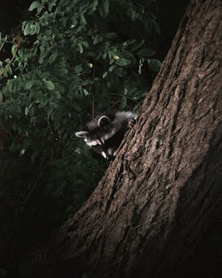 Raccoon on tree trunk