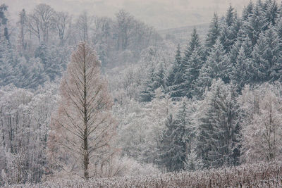 Pine trees in forest during winter