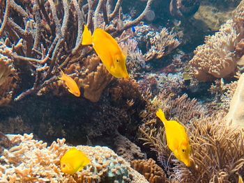 Yellow fish swimming in sea