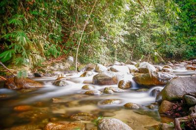 Stream flowing through rocks in forest