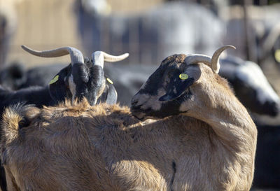 Close-up of sheep