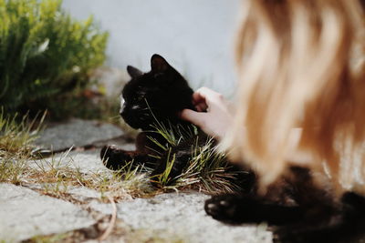 Close-up of black cat