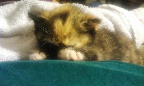 Close-up of cat sleeping on bed