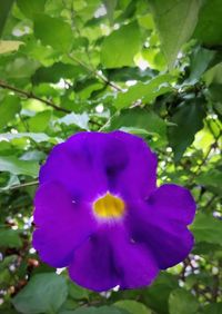 Close-up of purple flower blooming outdoors
