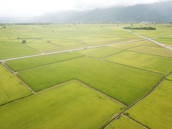 Scenic view of agricultural field