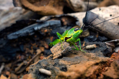 The green grasshopper was eating a lump on the ground.