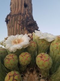 Close-up of white flowering plant against clear sky