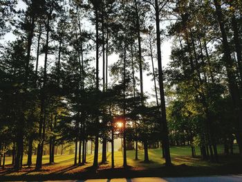 Trees in park