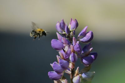 Close-up of bee pollinating on purple flower