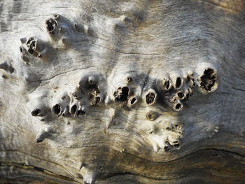 Close-up of fallen tree trunk