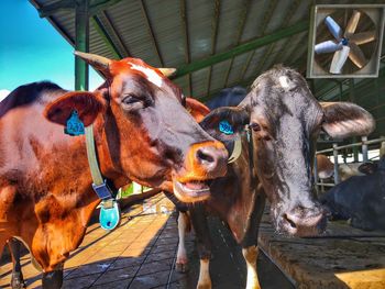 Close-up portrait of cow