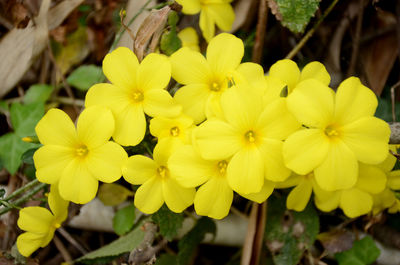 Close-up of yellow flowering plants in park