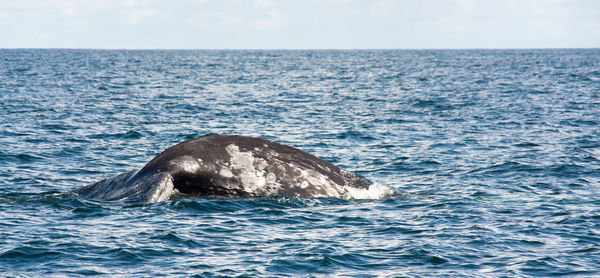 Whale swimming in sea