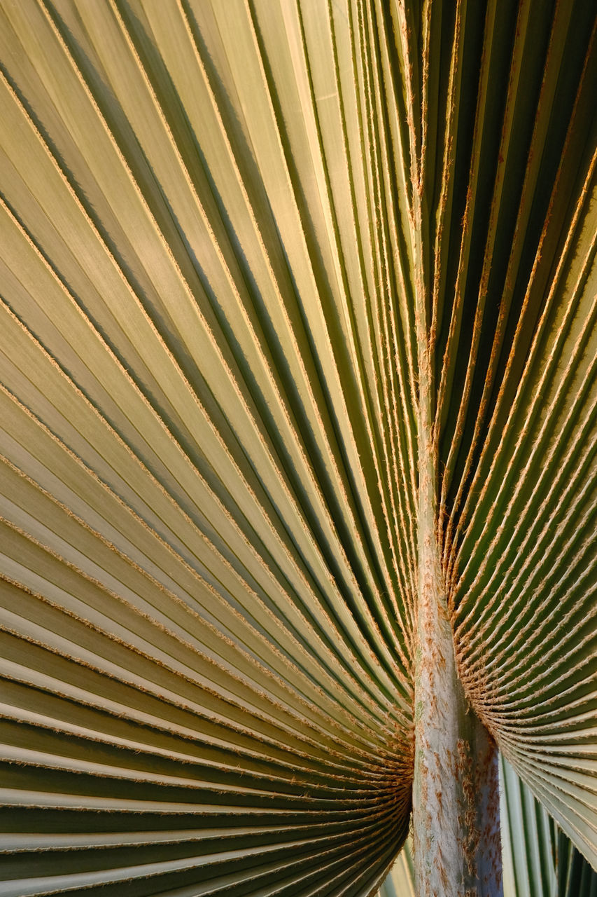 palm leaf, palm tree, sunlight, pattern, leaf, tropical climate, no people, close-up, plant part, backgrounds, full frame, nature, frond, wood, flower, tree, plant, growth, textured, beauty in nature, macro photography, day, outdoors, yellow, striped, green