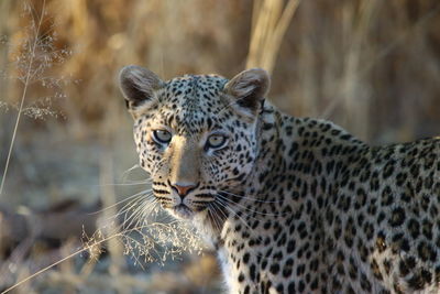 Close-up of leopard