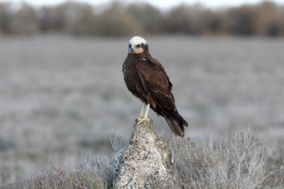 Bird perching on a field