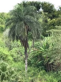 Coconut palm trees