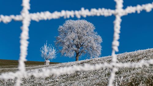 Frozen plant on field against sky