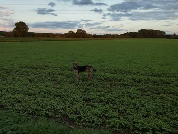 Horse on field against sky