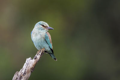 Bird perching on tree