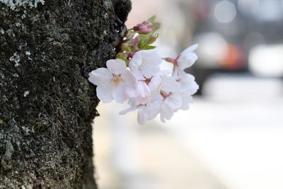 Close-up of cherry blossom