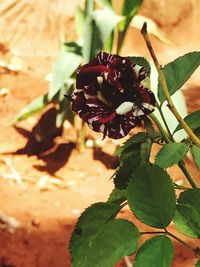 Close-up of butterfly on plant