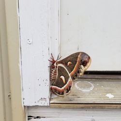 Close-up of moth on wall