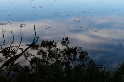 High angle view of plants in lake