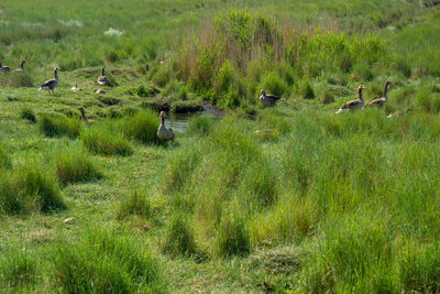 View of birds on grassy field