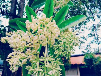 Close-up of flowers blooming on tree