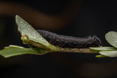 Close-up of insect on leaf