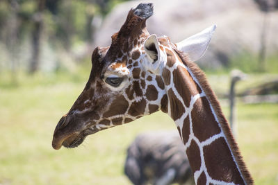 Close-up of a giraffe on field