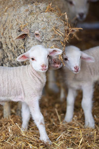 High angle view of sheep with lambs standing on grassy field